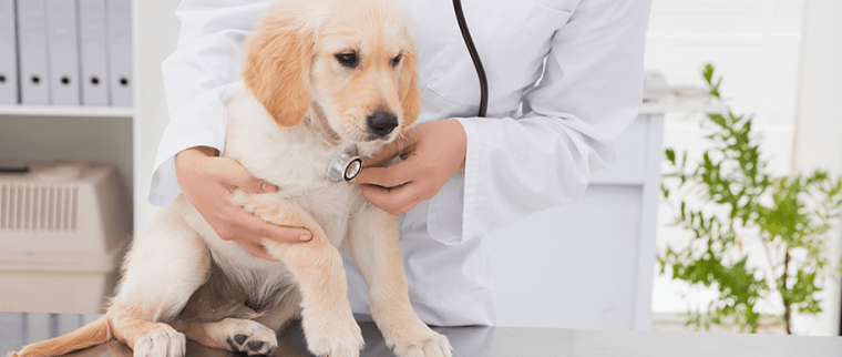 chiot chez le vétérinaire